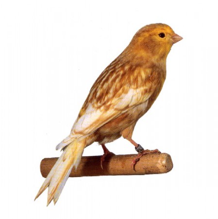 PHAEO GIALLO BRINATO
